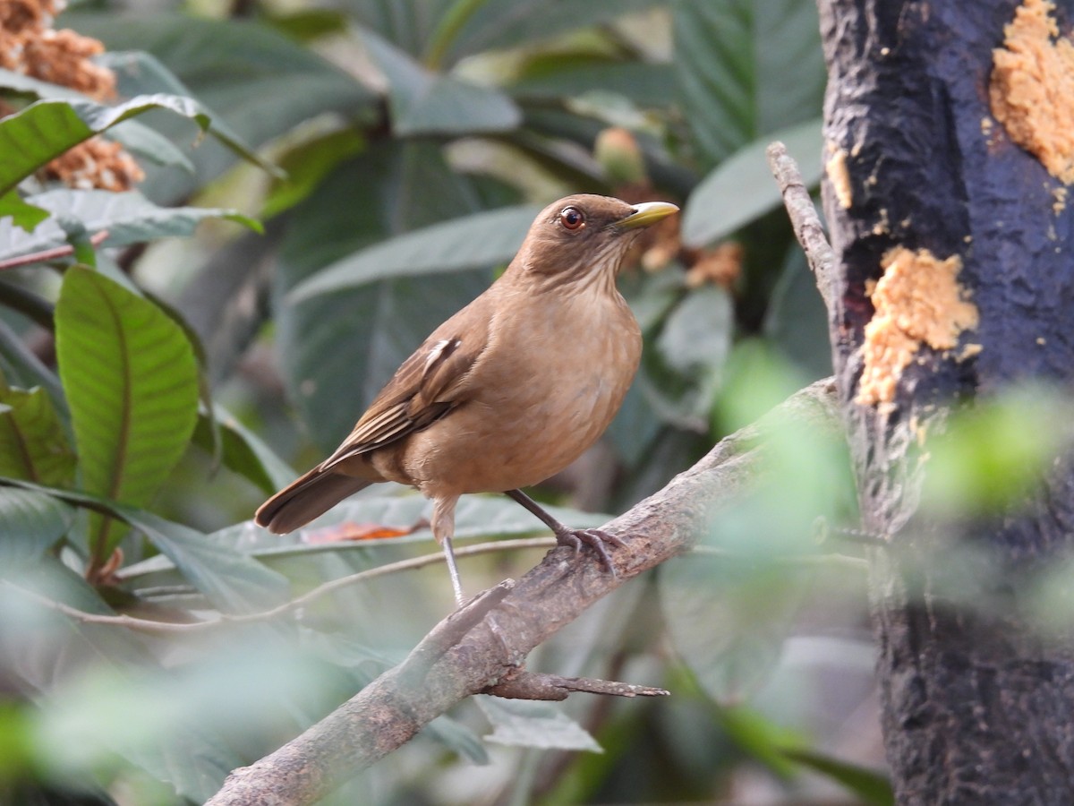 Clay-colored Thrush - ML628063161