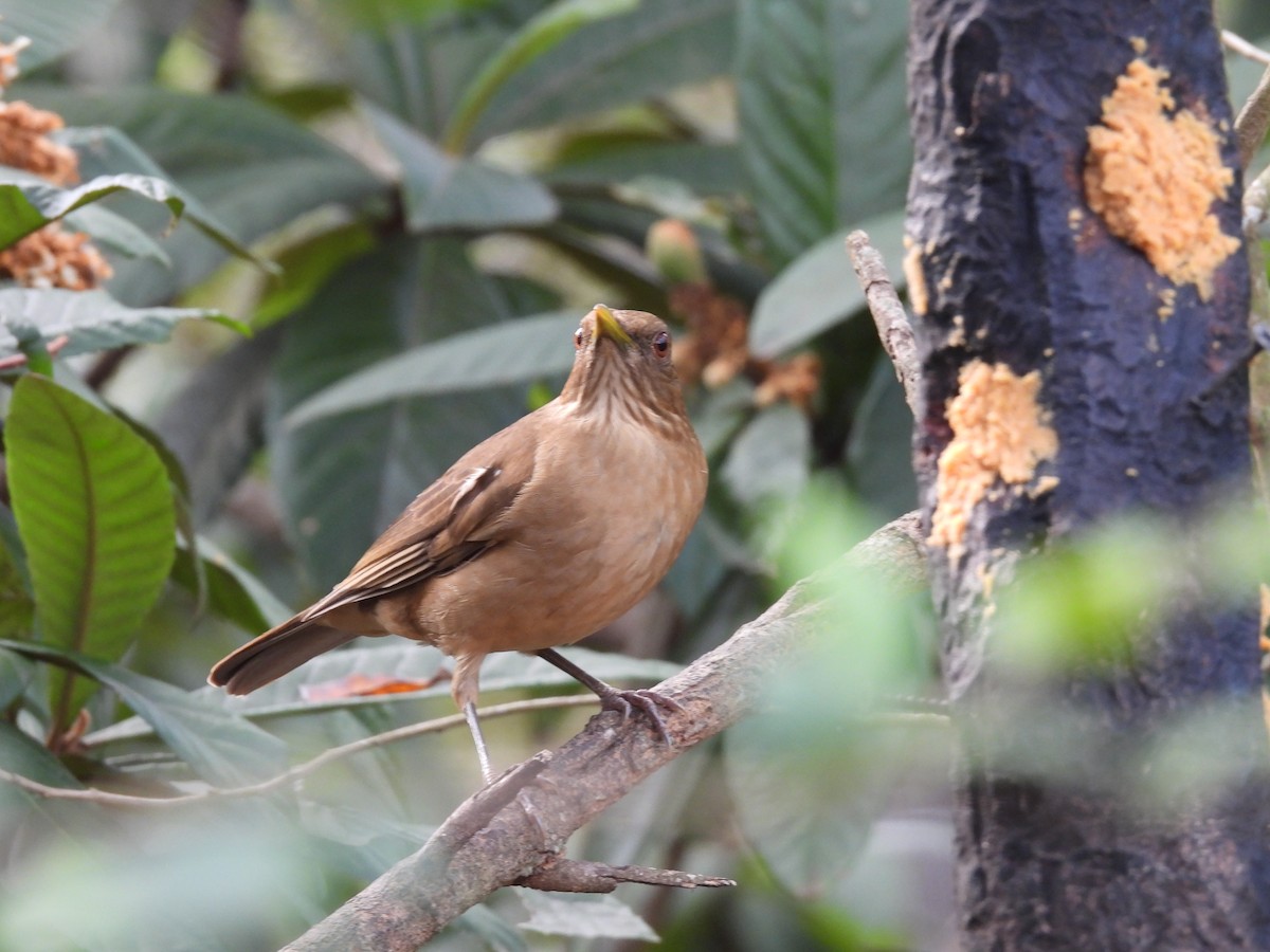 Clay-colored Thrush - ML628063165