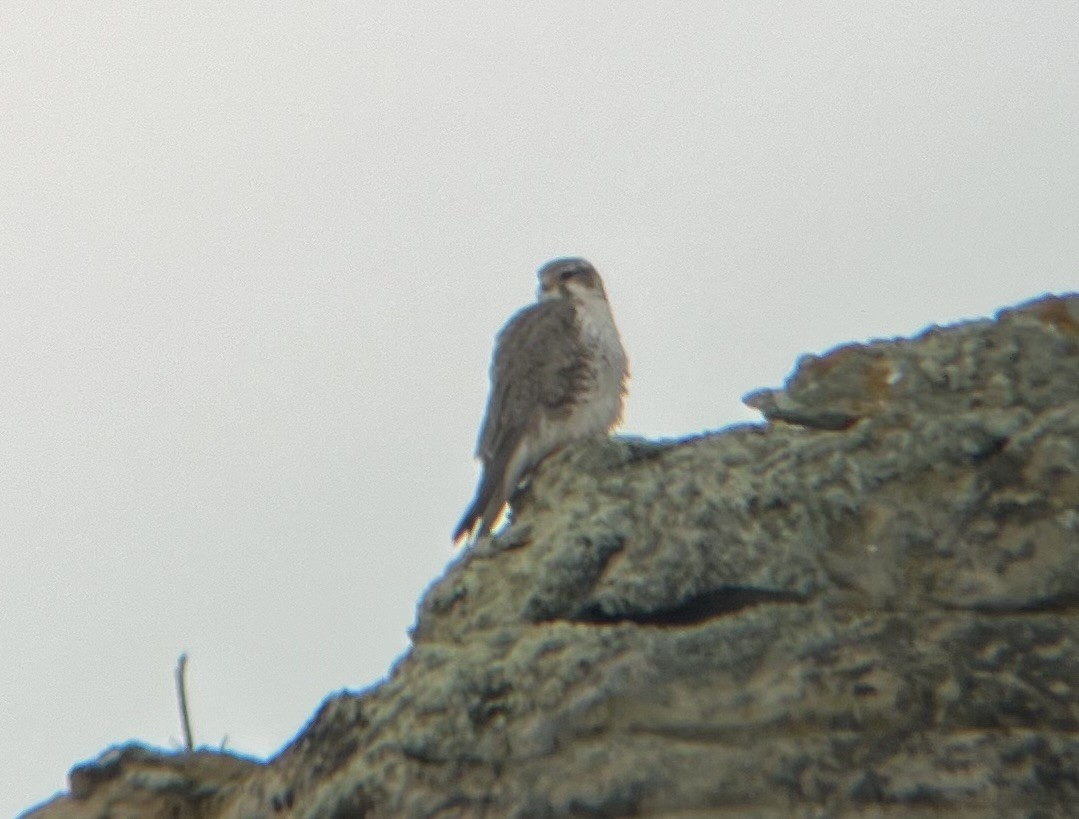 Prairie Falcon - ML628063170