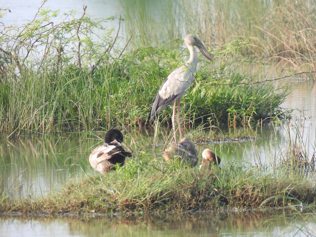 Asian Openbill - ML628063187