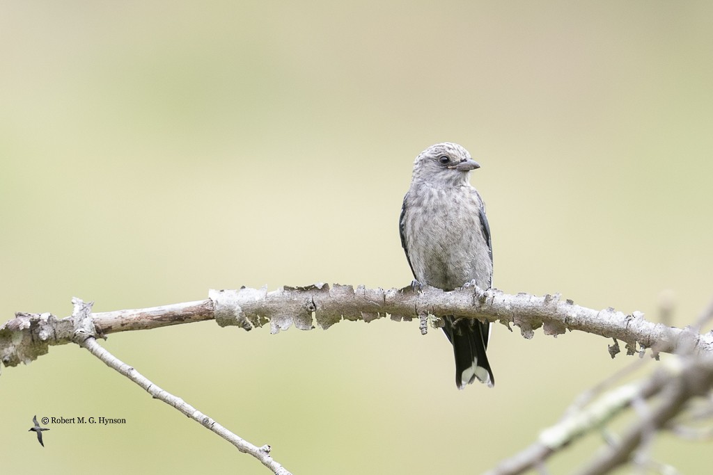 Dusky Woodswallow - ML628063212