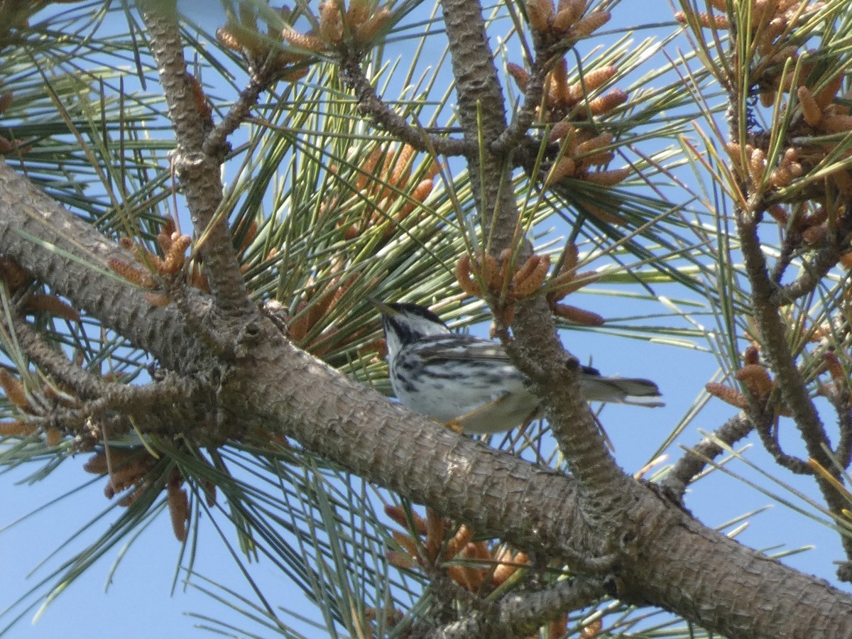 Blackpoll Warbler - ML628063214