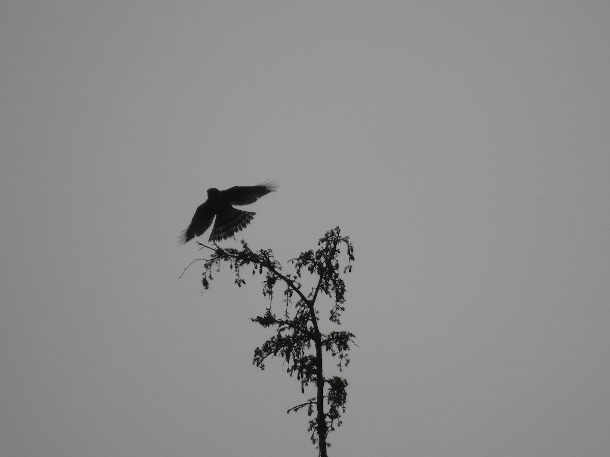 Sharp-shinned Hawk - ML628063243