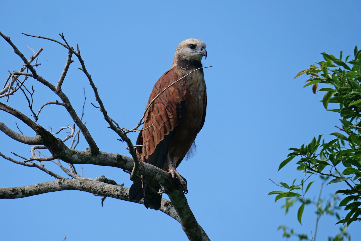 Black-collared Hawk - ML628063250