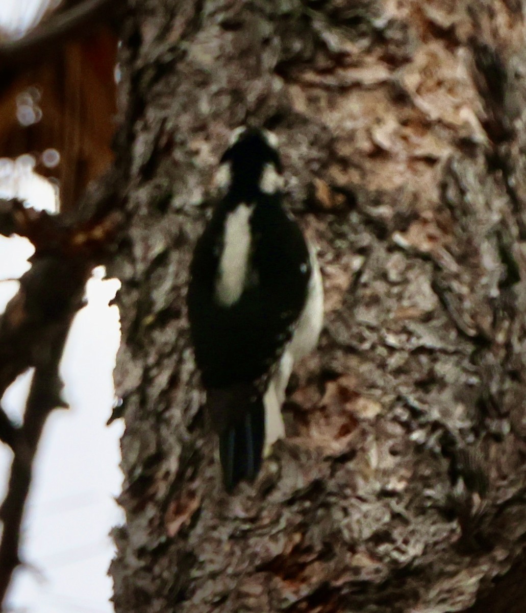 Hairy Woodpecker - ML628063256