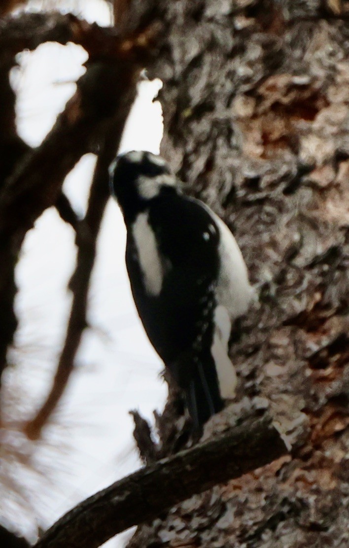 Hairy Woodpecker - ML628063257