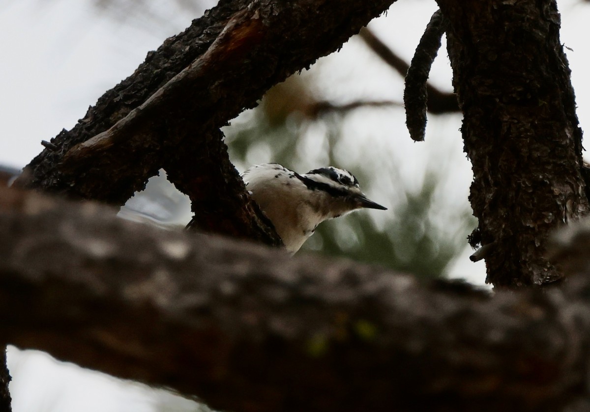 Hairy Woodpecker - ML628063258