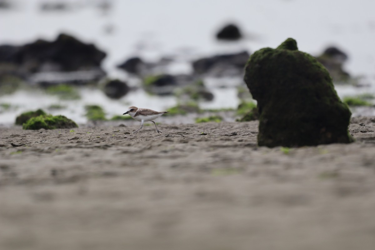 Kentish Plover - ML628063329