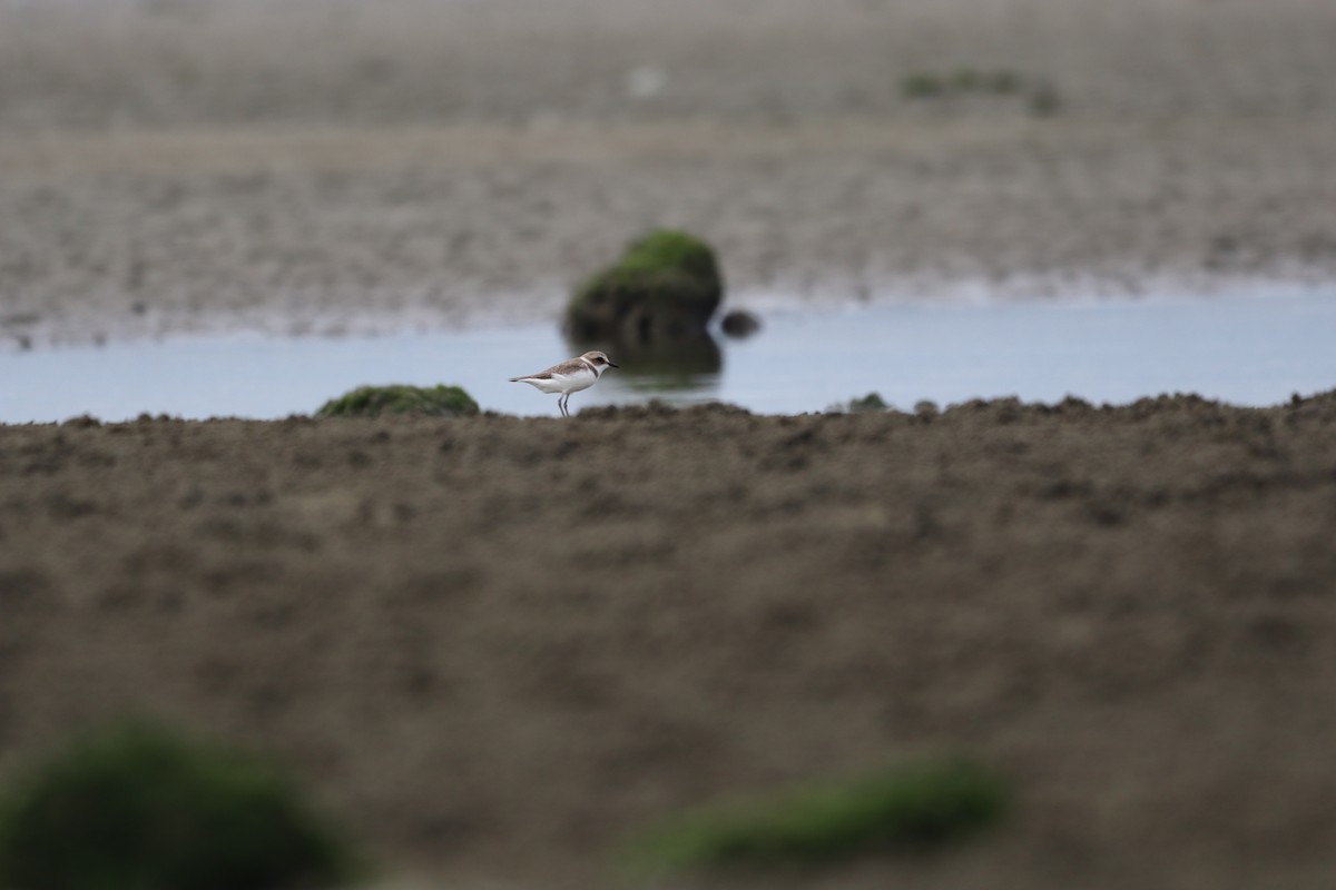 Kentish Plover - ML628063330