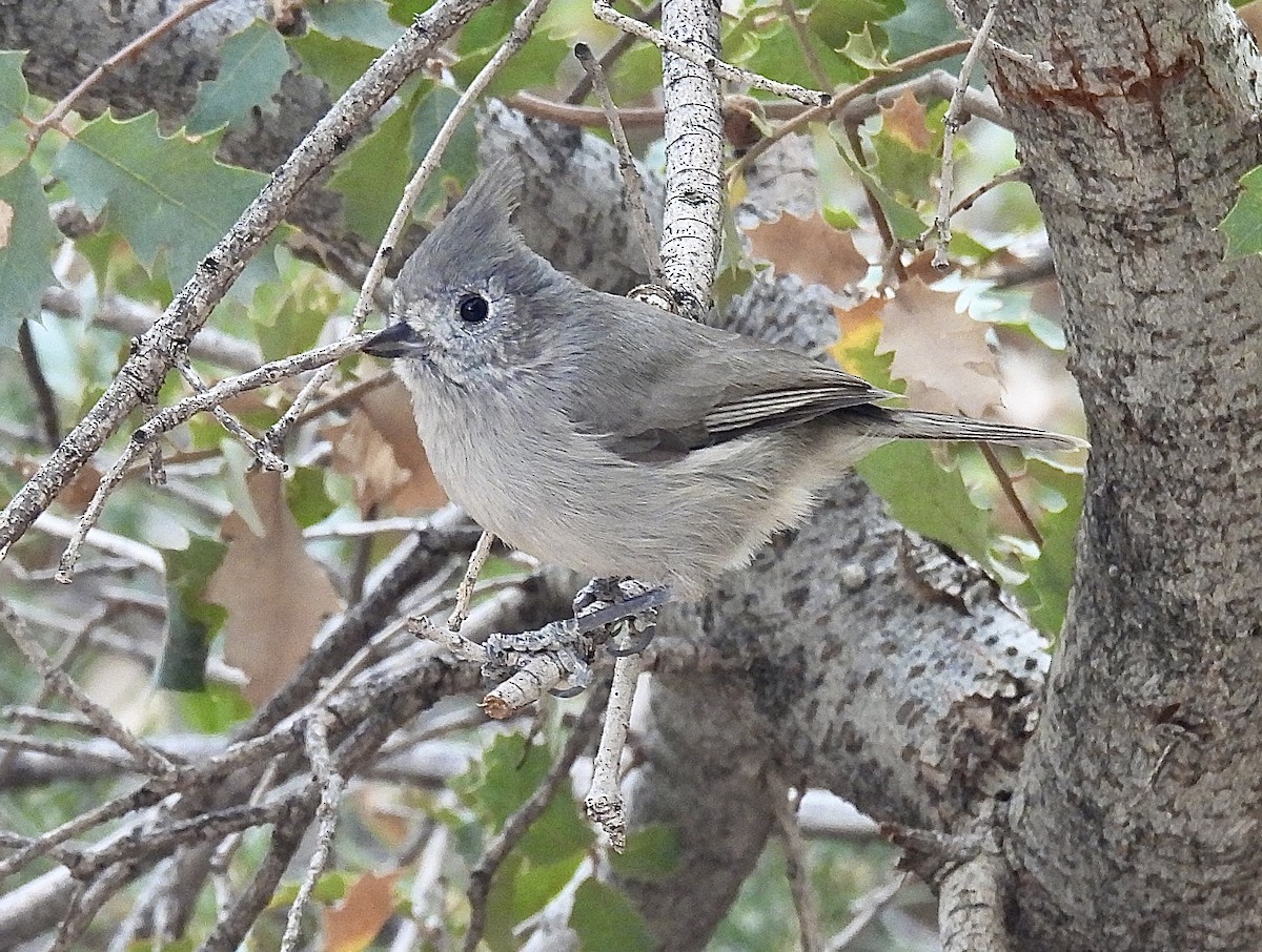 Ardıç Baştankarası - ML628063446