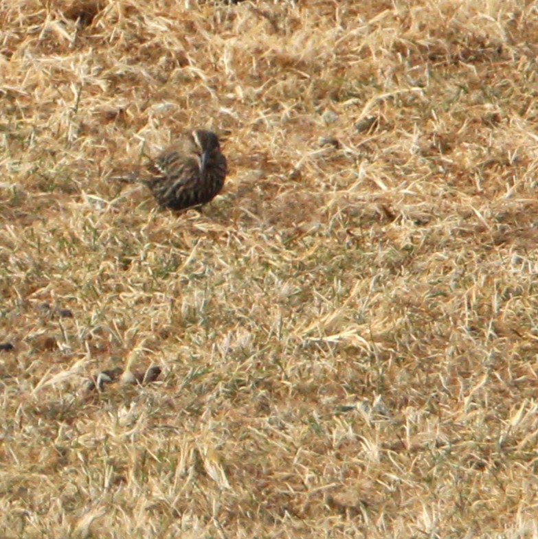 Red-winged Blackbird - ML628063468