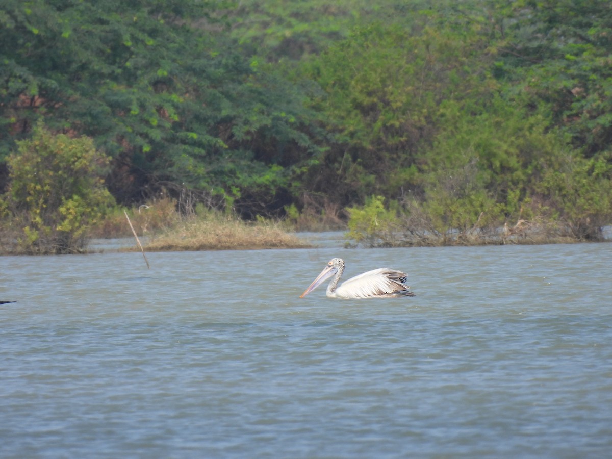 Spot-billed Pelican - ML628063476