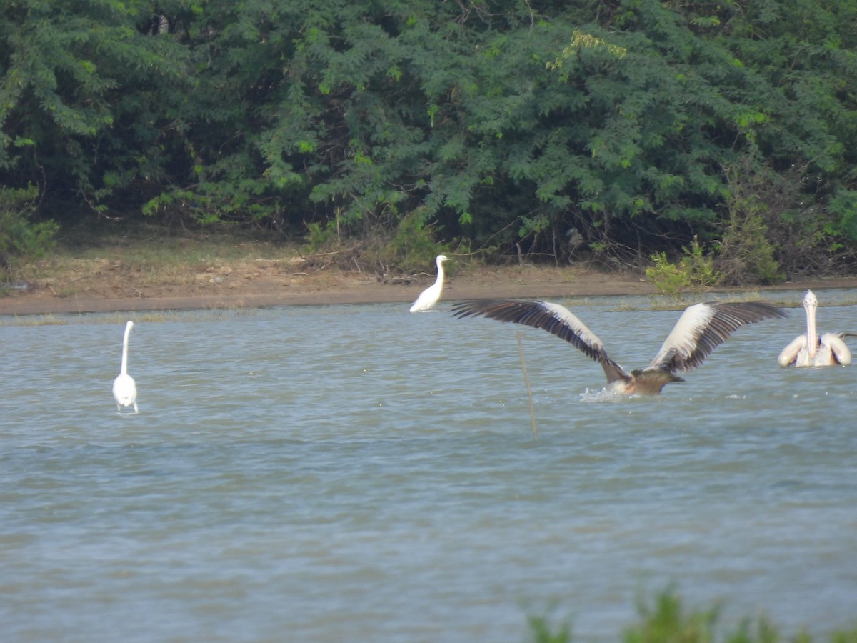 Spot-billed Pelican - ML628063477