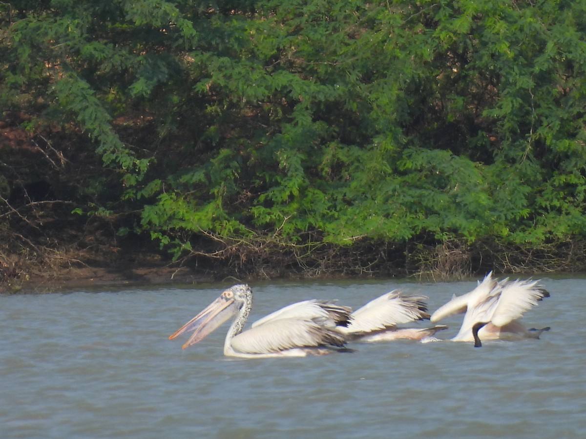 Spot-billed Pelican - ML628063478