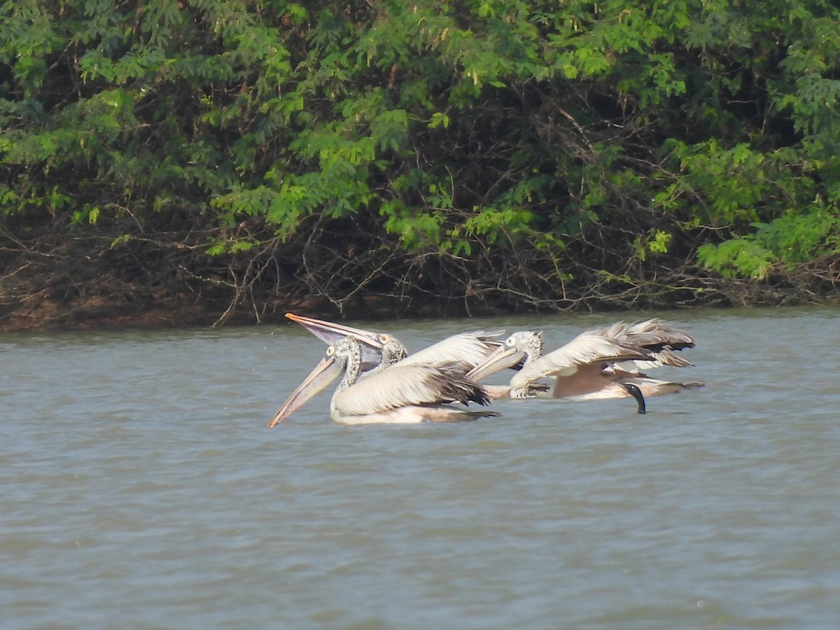 Spot-billed Pelican - ML628063479