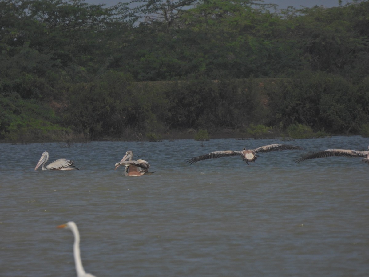 Spot-billed Pelican - ML628063480
