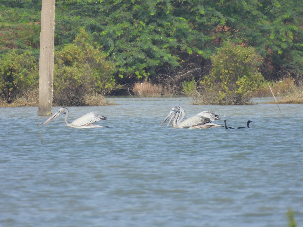 Spot-billed Pelican - ML628063481