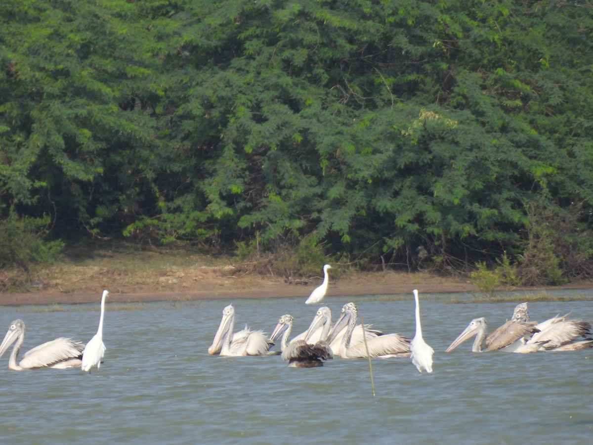 Spot-billed Pelican - ML628063482