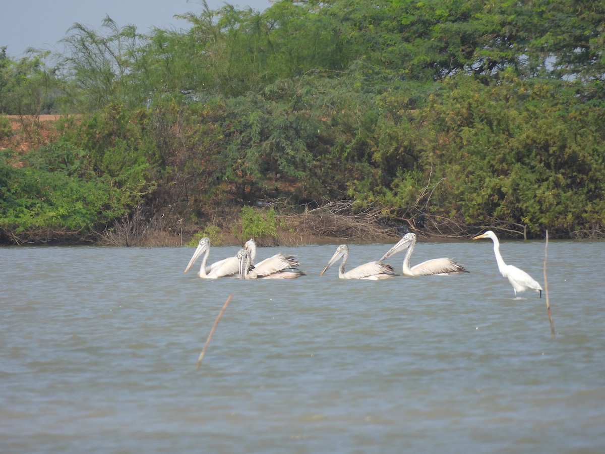 Spot-billed Pelican - ML628063484
