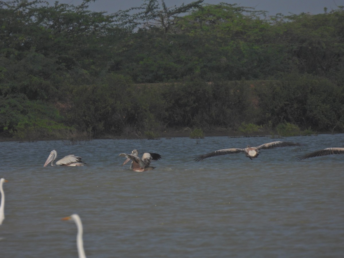 Spot-billed Pelican - ML628063486