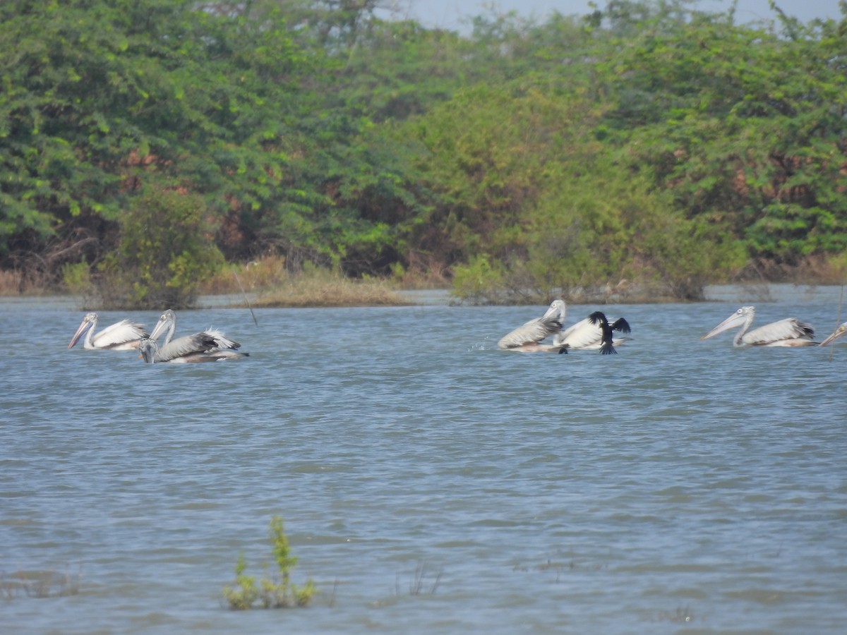 Spot-billed Pelican - ML628063487