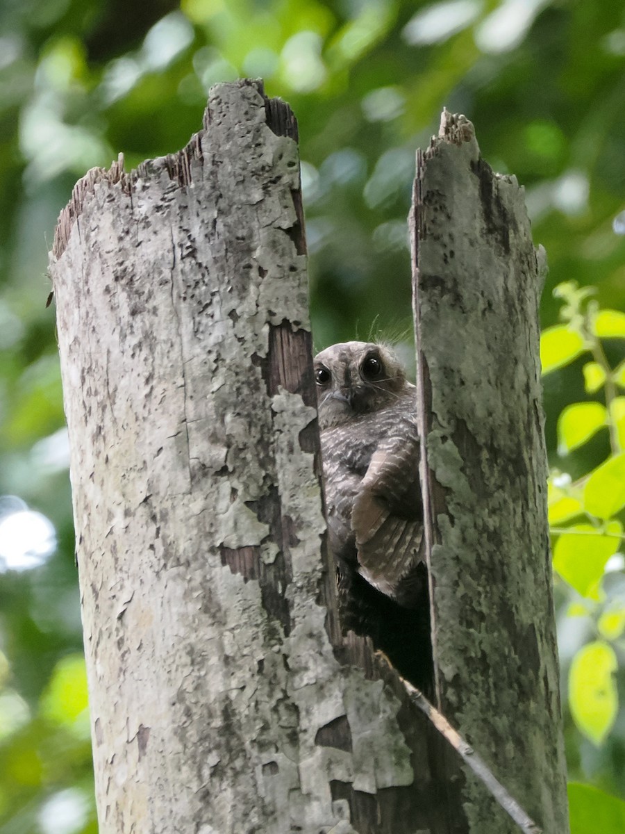 Mountain Owlet-nightjar - ML628063538