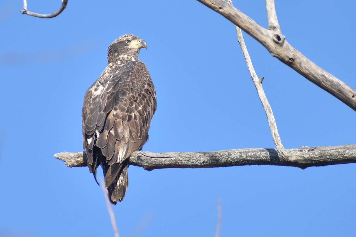 Bald Eagle - ML628063544