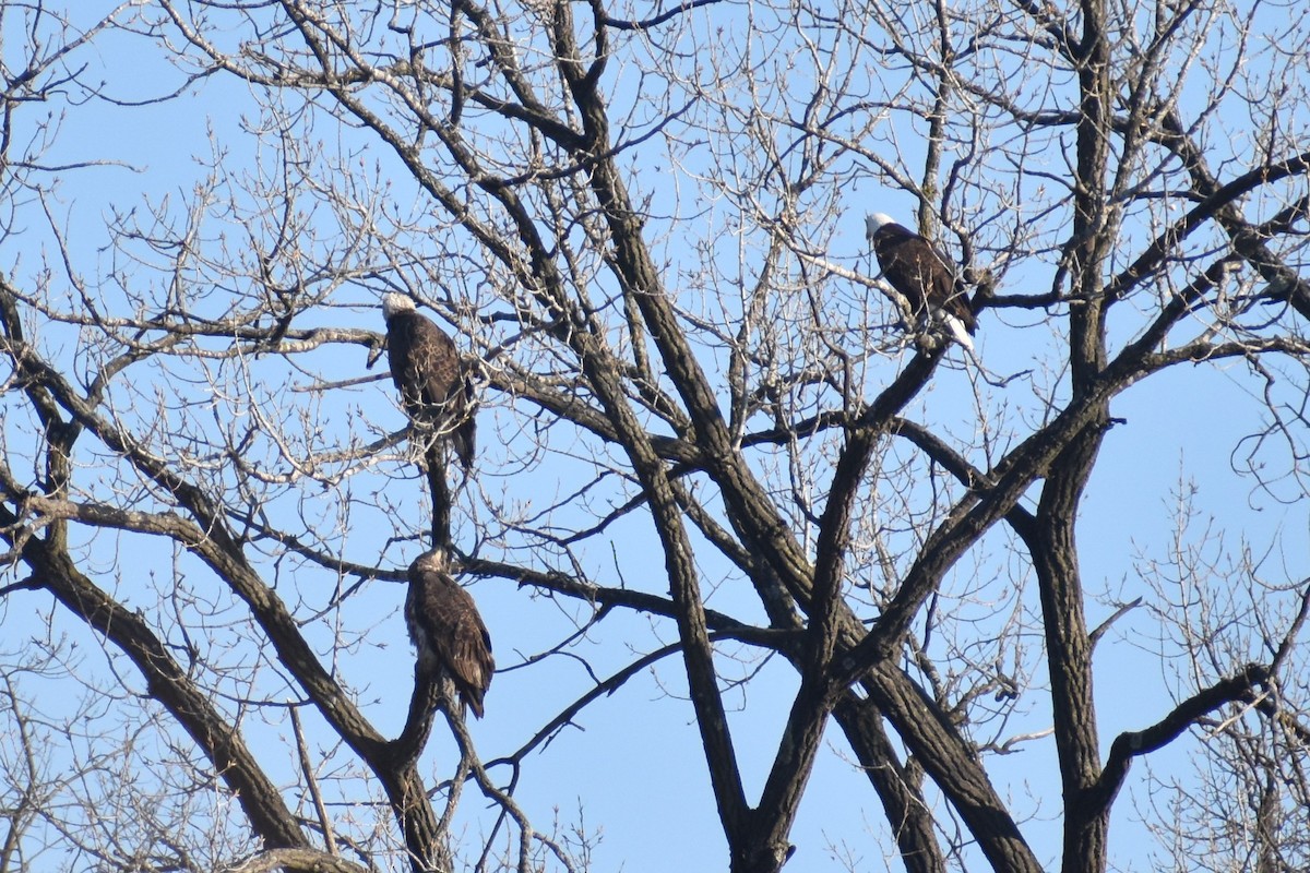 Bald Eagle - ML628063547