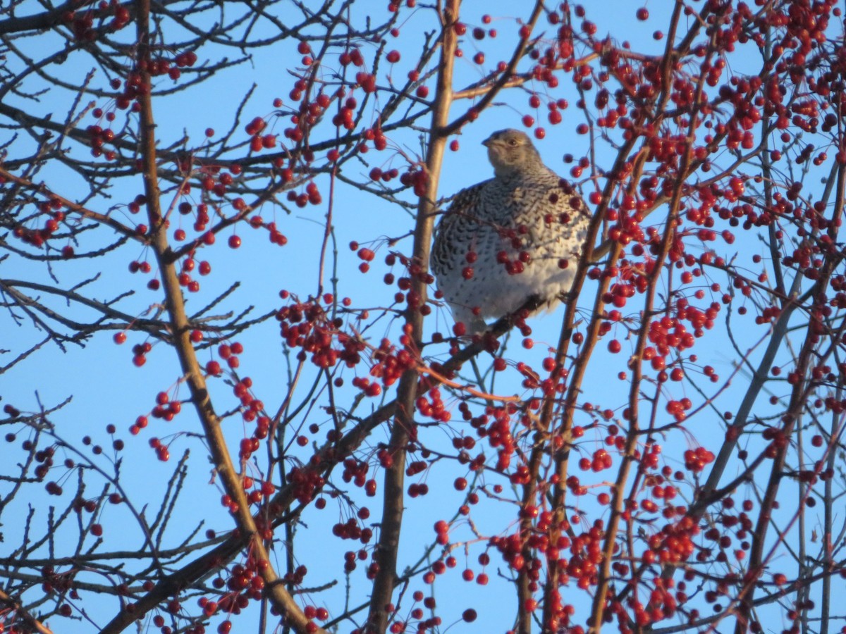 Sharp-tailed Grouse - ML628063569