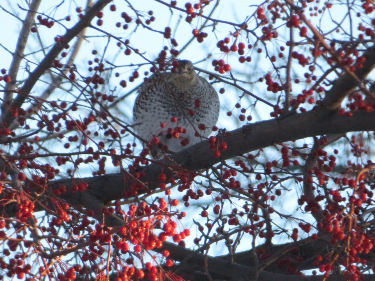 Sharp-tailed Grouse - ML628063570