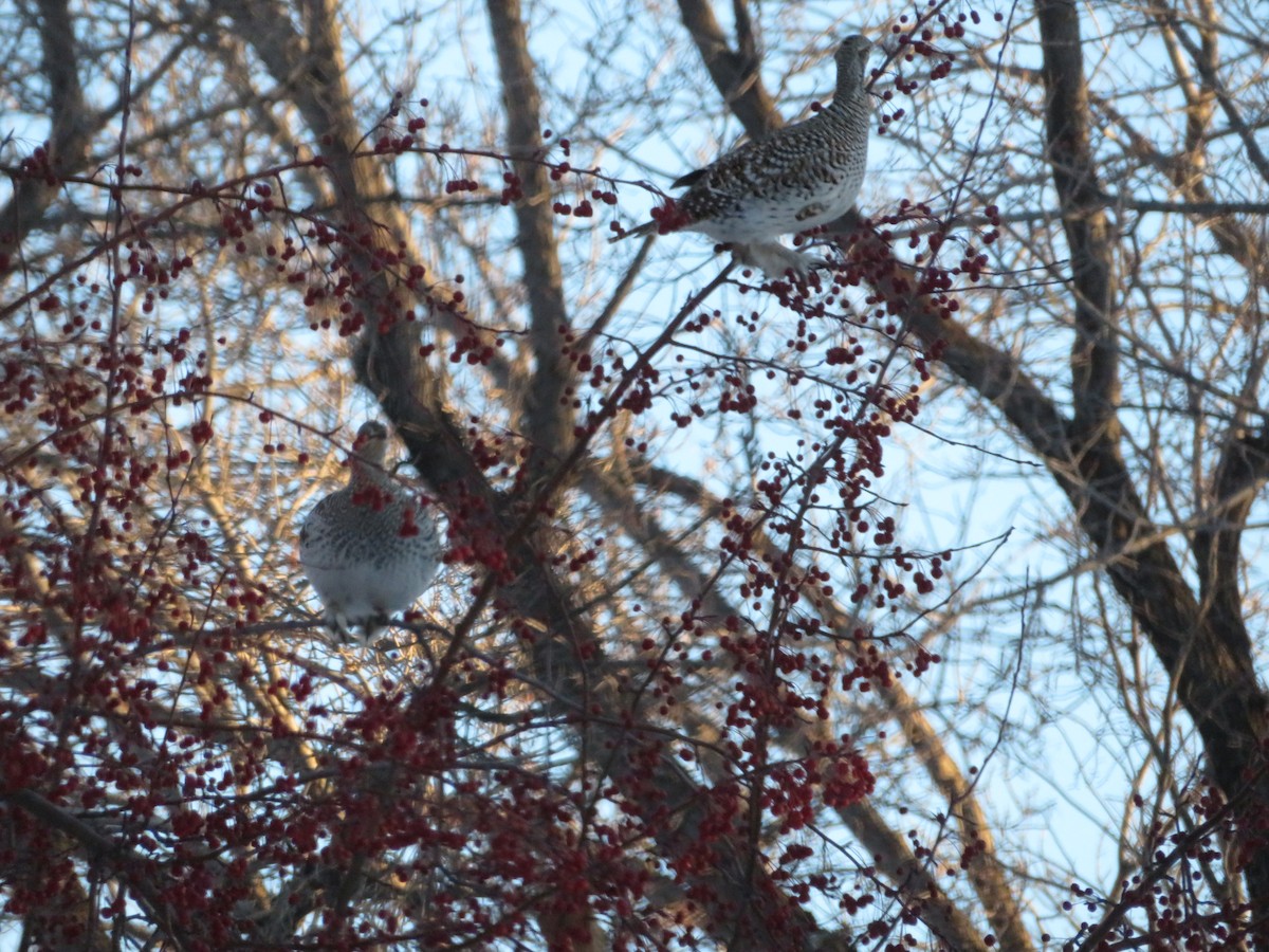 Sharp-tailed Grouse - ML628063572