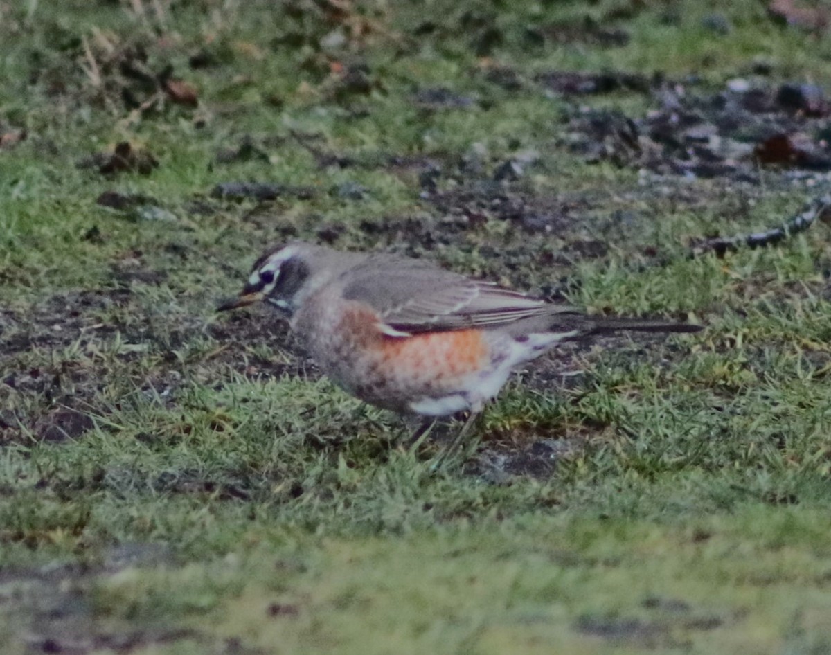 American Robin - ML628063644