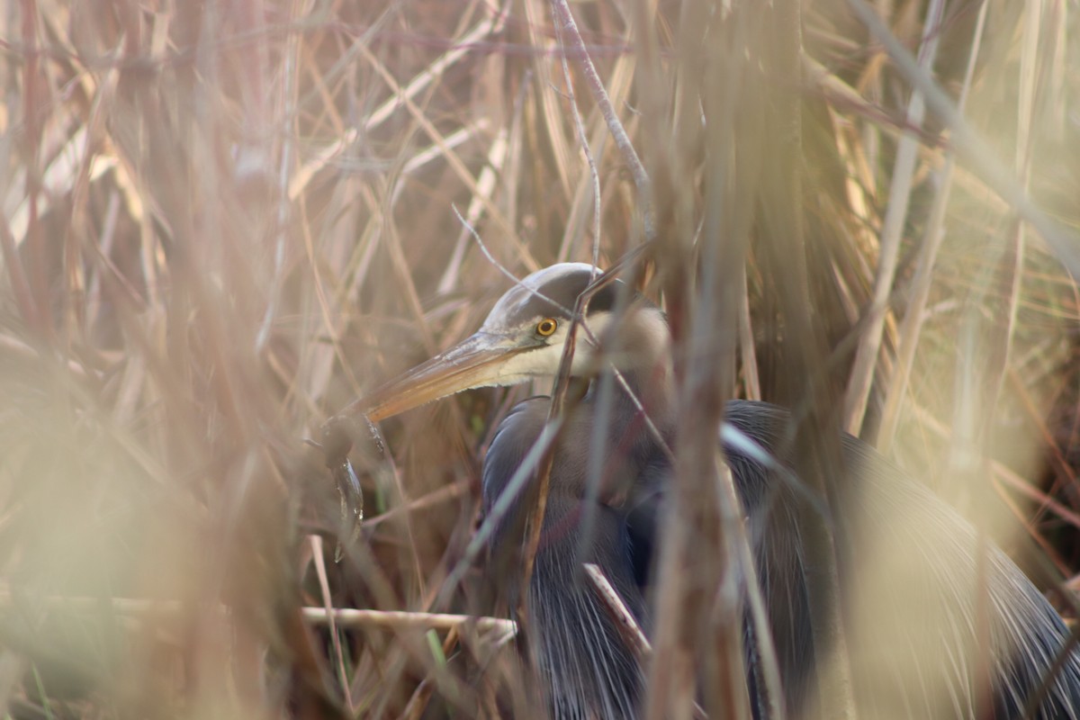 Great Blue Heron - ML628063709