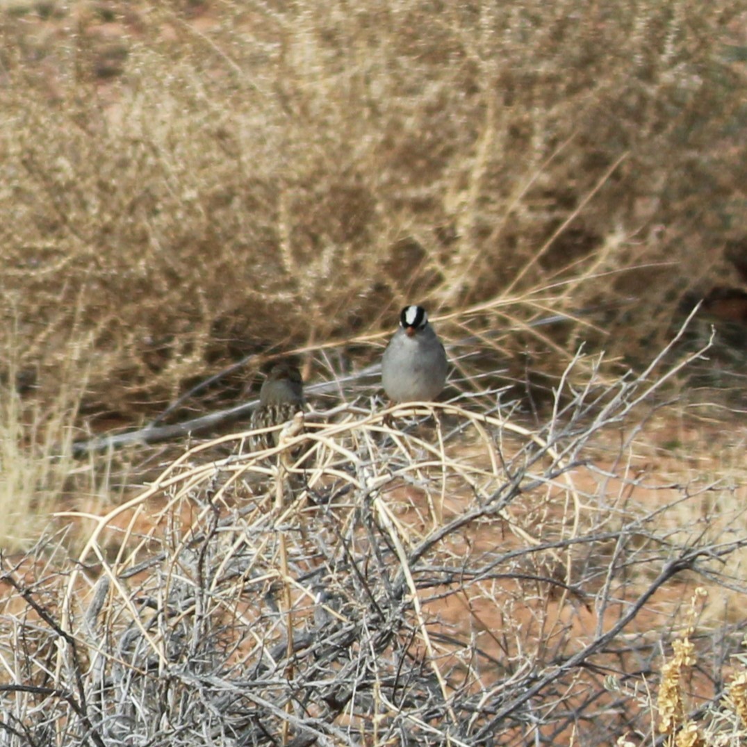 White-crowned Sparrow - ML628063732