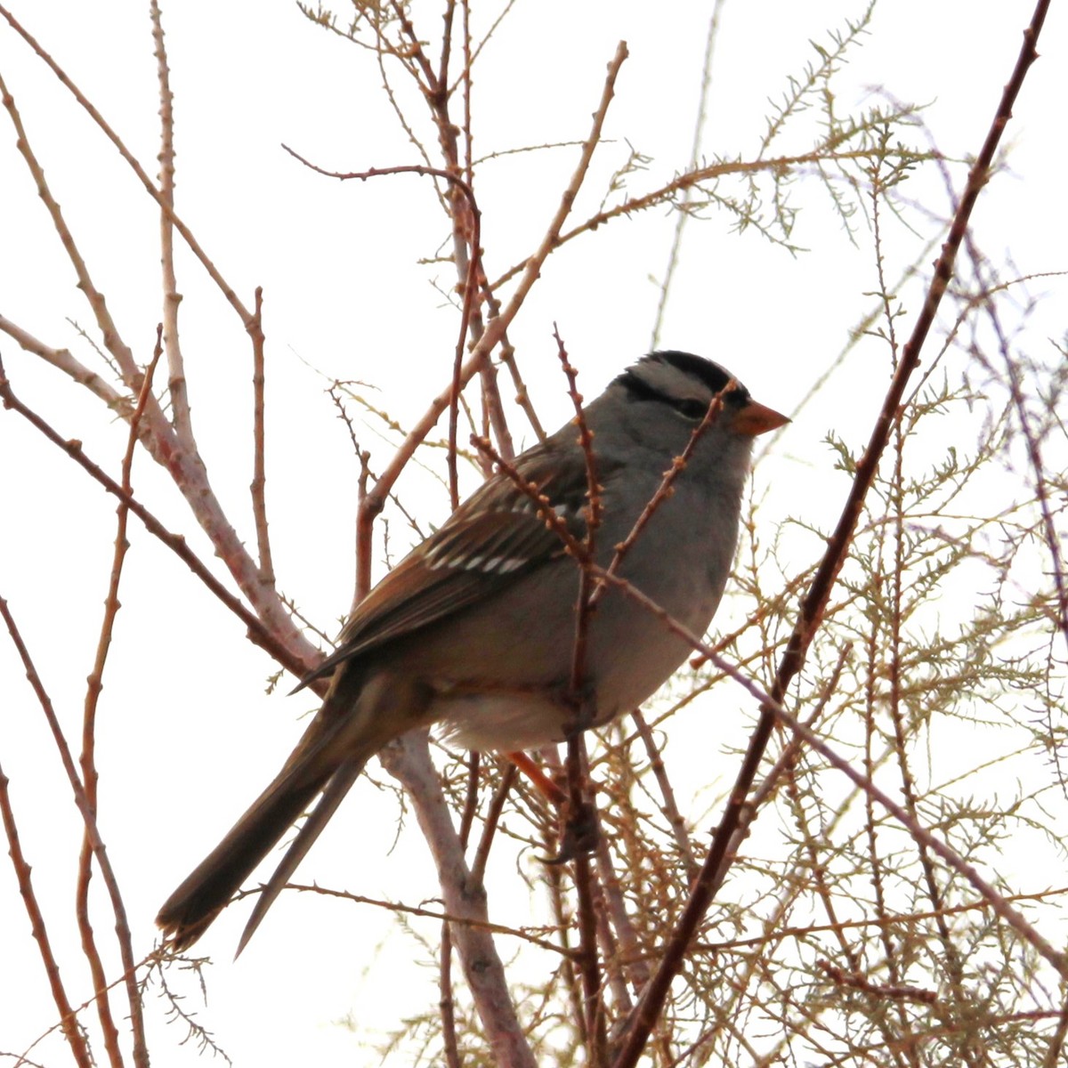 White-crowned Sparrow - ML628063733