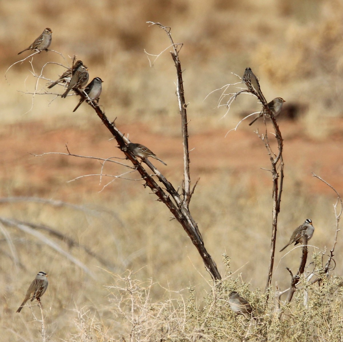 White-crowned Sparrow - ML628063734