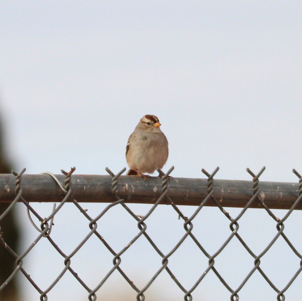 White-crowned Sparrow - ML628063747