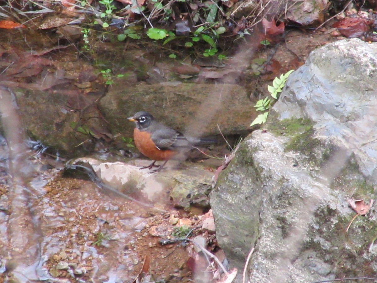 American Robin - ML628063779