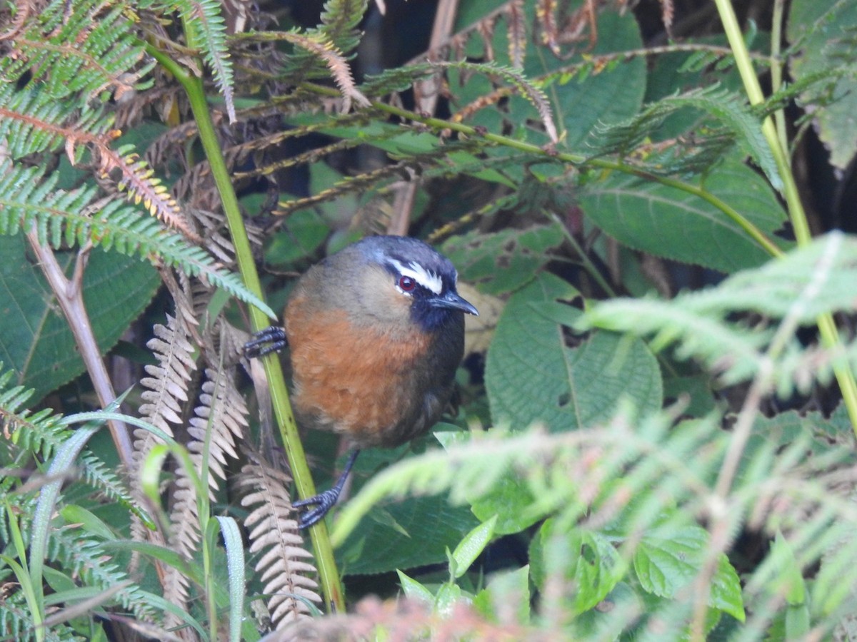Nilgiri Laughingthrush - ML628063805