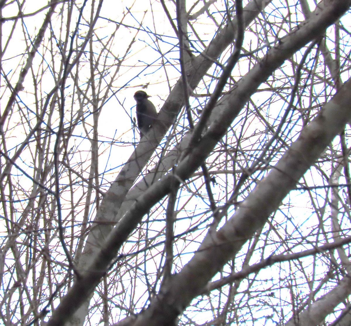 Downy Woodpecker - ML628063866