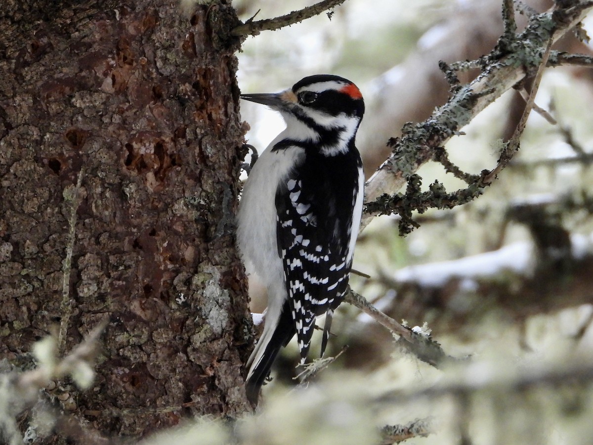 Hairy Woodpecker - ML628063880