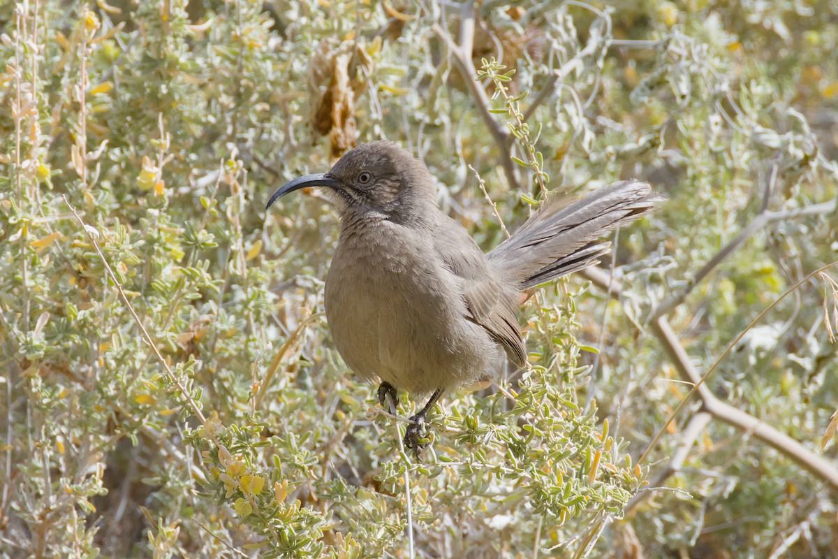 Crissal Thrasher - ML628063915