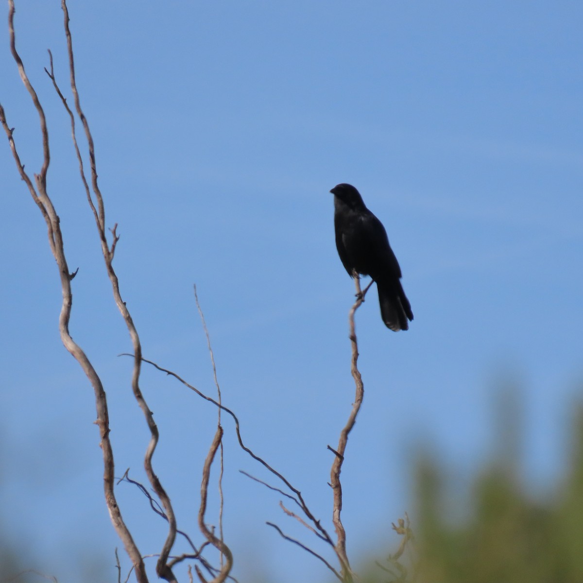 American Crow - ML628063921