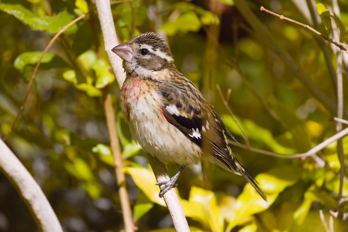 Rose-breasted Grosbeak - ML628063930