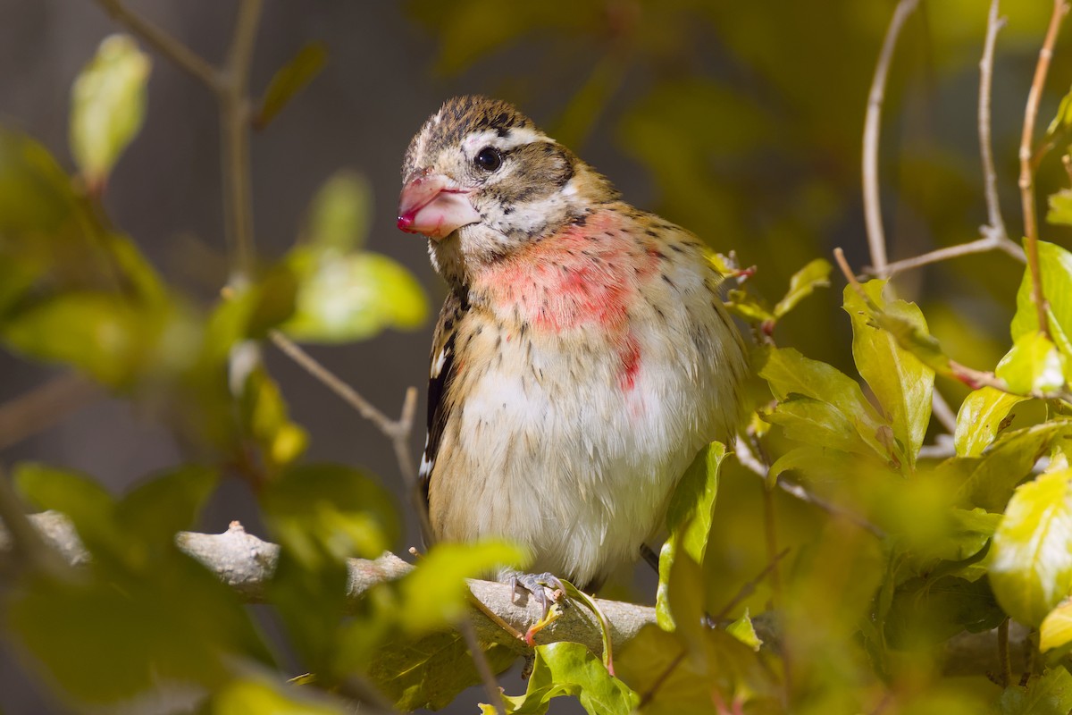 Rose-breasted Grosbeak - ML628063933