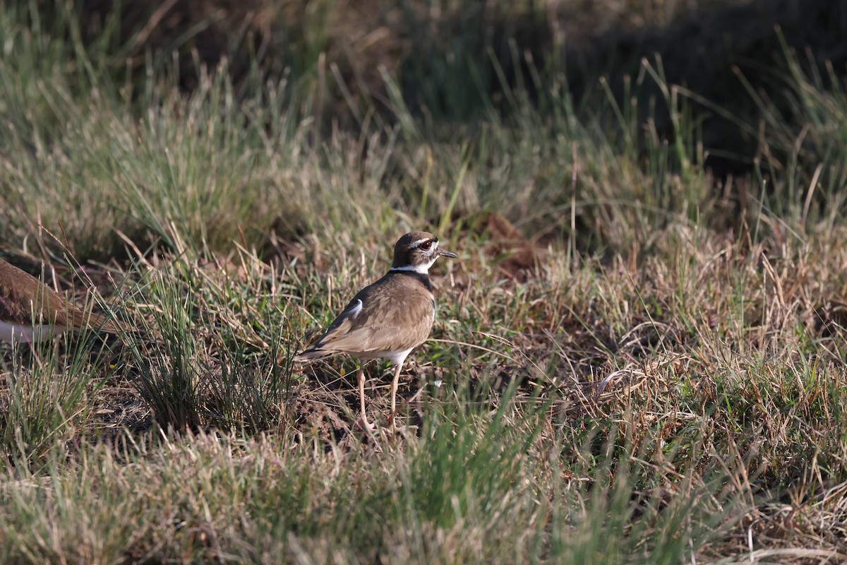 Pluvier kildir - ML628063936