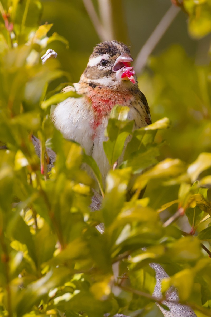 Rose-breasted Grosbeak - ML628063940