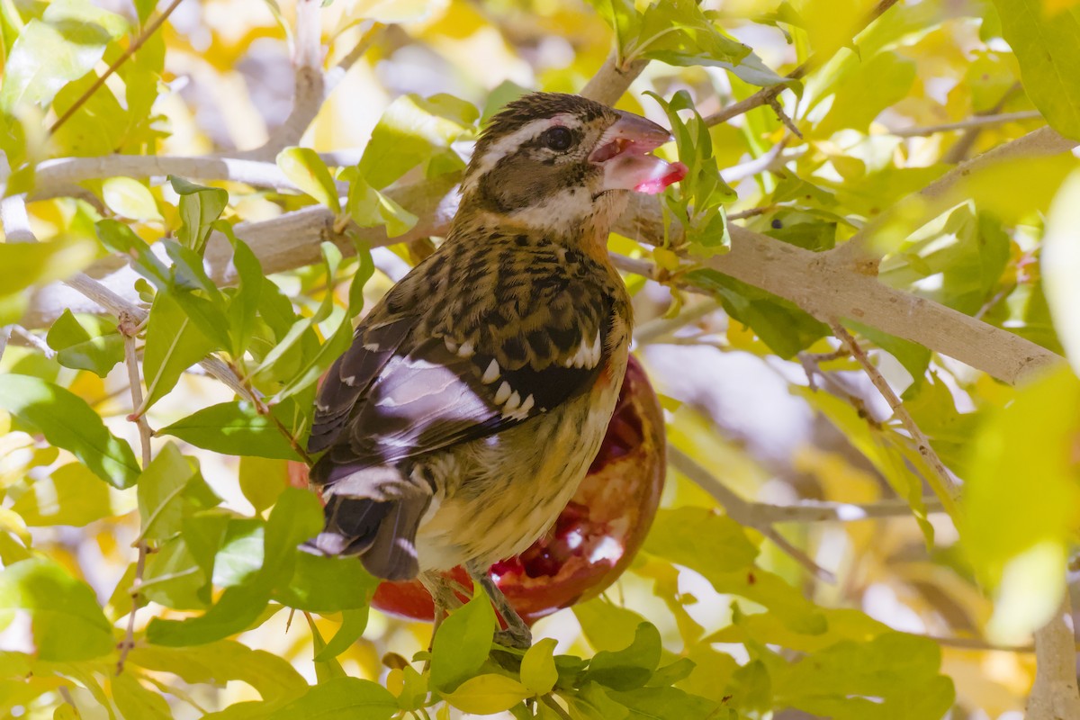 Rose-breasted Grosbeak - ML628063942