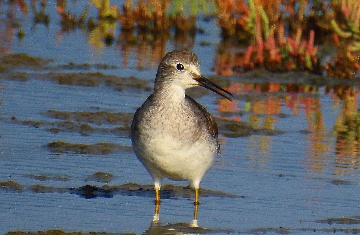 Andarríos Solitario - ML628063957