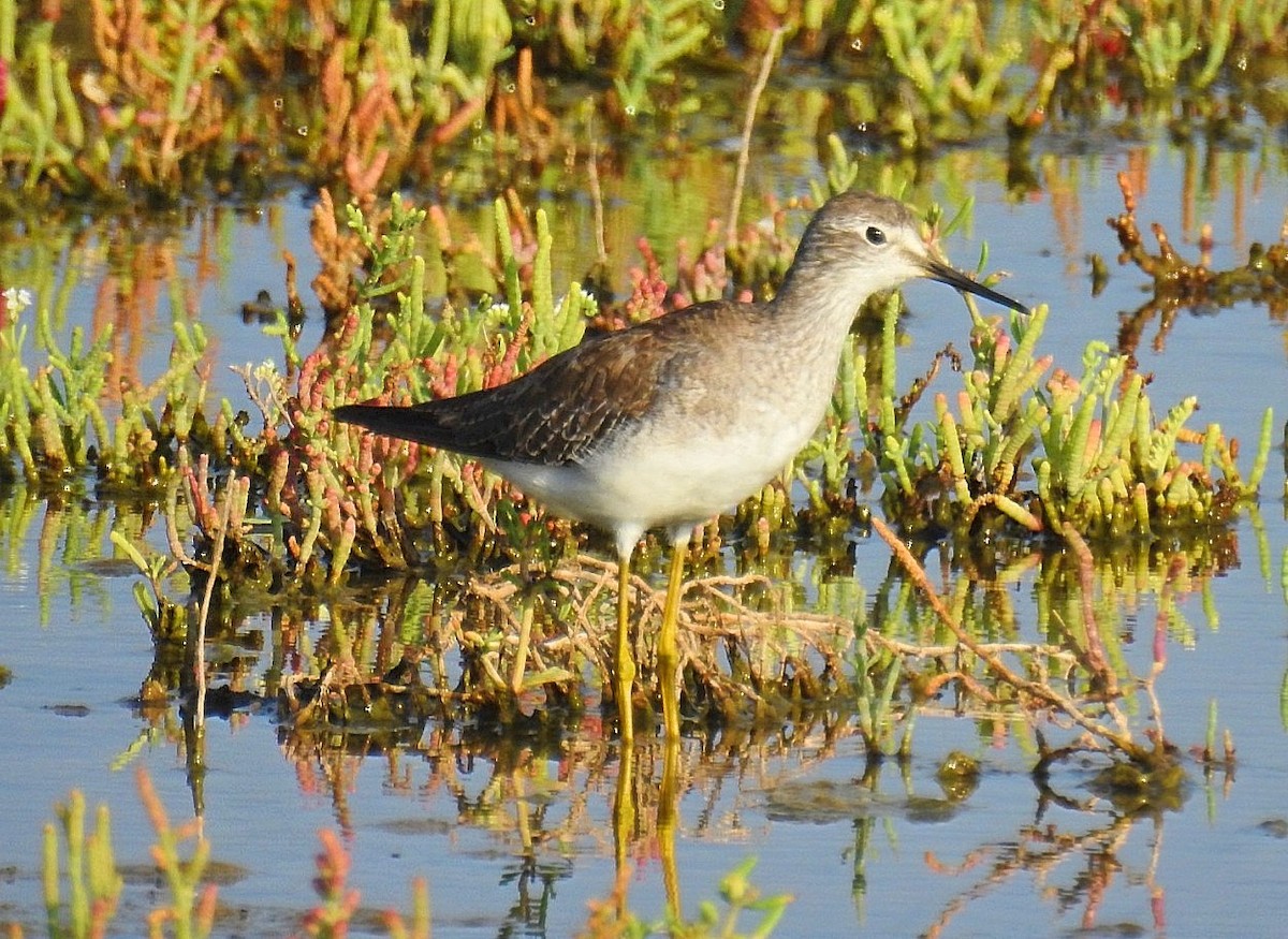 Andarríos Solitario - ML628063958